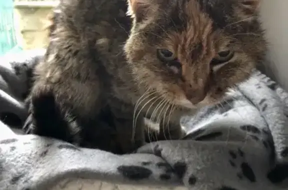 Chat trouvé Mionnay, photo: Chat tigré affectueux trouvé à Mionnay