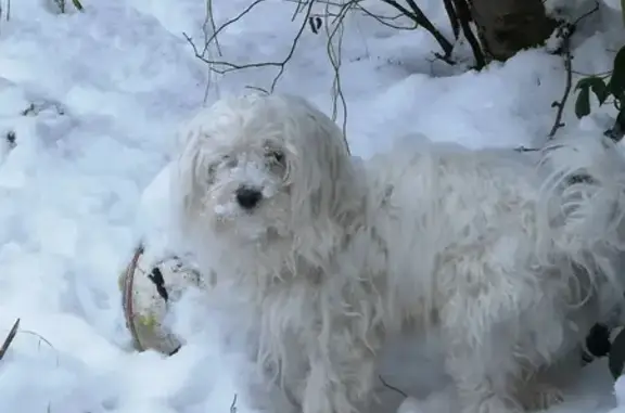 Chien perdu Maubeuge, photo : Bichon perdu à Maubeuge
