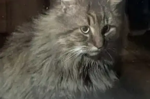 Chat tigré gris-marron perdu - photo