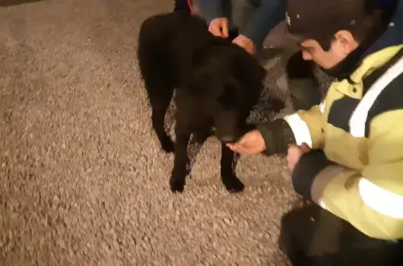Labrador croisé trouvé à Val-Sonnette - photo