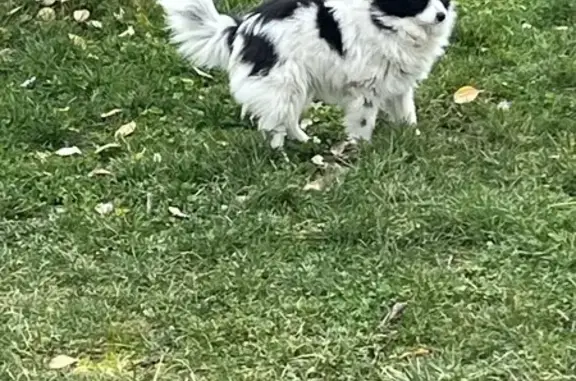 Animaux perdus Plaisance-du-Touch, photo: Prune, chien perdu à Plaisance