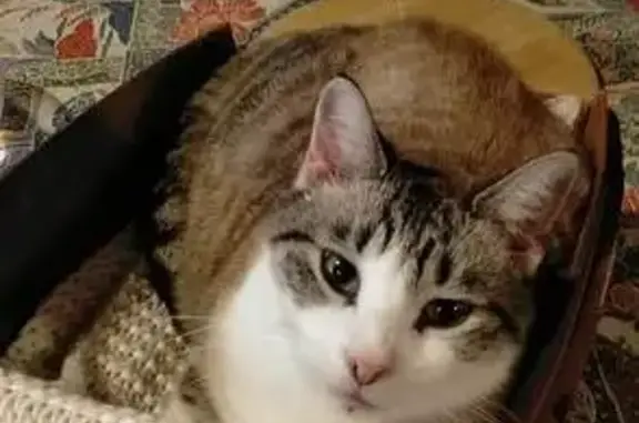 Animaux perdus , photo: Chat Titine blanc disparu à Cherval