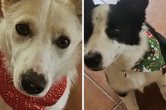 Lost Sisters: Black & Cream Pups - Help Find!