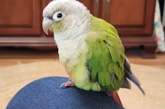 Lost Friendly Conure - Green & Pink, Hobsons Bay