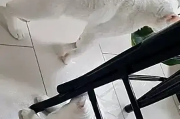 Lost White Cat with Nub Tail - Brisbane