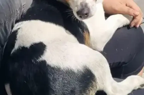 Lost Jack Russell - Black & White Male near 378 Concord Road!