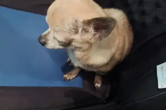 Chiot crème perdu à La Maisonneraie - photo