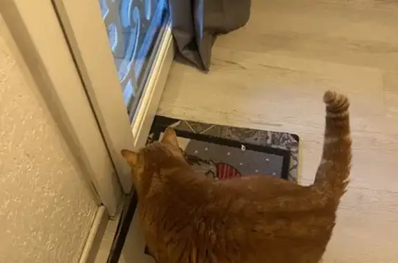 Chat roux trouvé à Lunel - photo