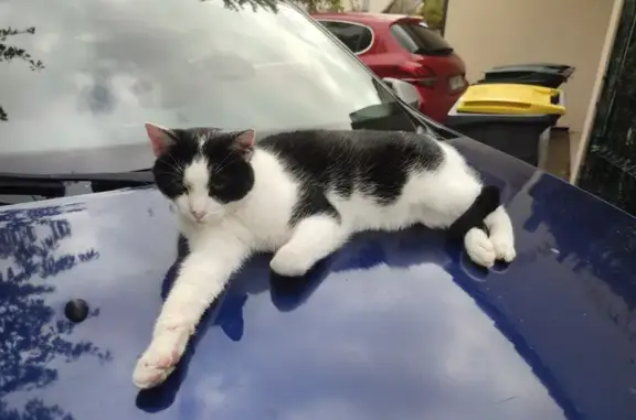 Animaux perdus Bezannes, photo: Chat OREO noir/blanc perdu - Bezannes