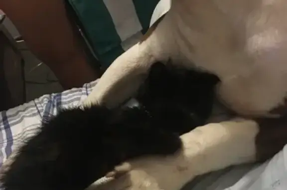 Lost Kitten: Tiny, Black, Green-Eyed - Help!