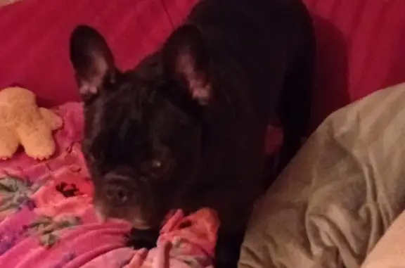 Chiot bouledogue perdu à Étréham - photo