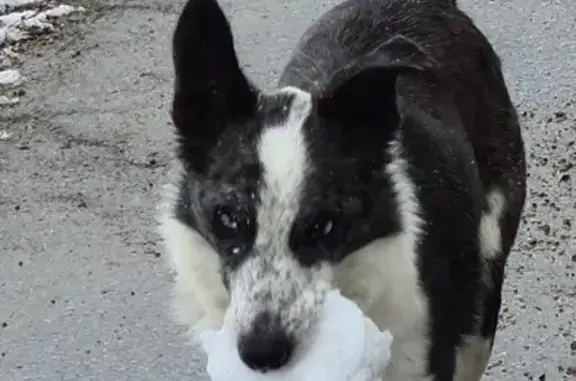 Animaux perdus , photo: Aroha, Border Collie disparu