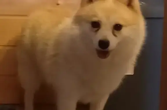 Animaux perdus Brest, photo: Sidonie, Pomsky perdu à Brest