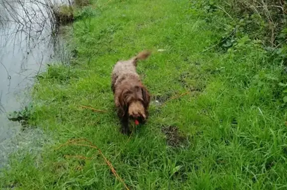 Chien perdu Bois-de-Céné, photo : Loulou, caniche marron perdu