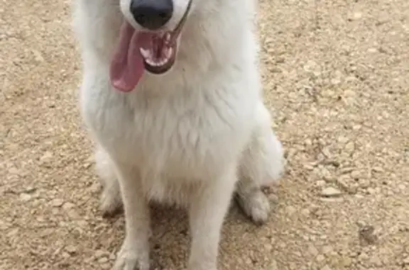 Chien trouvé , photo: Chien perdu à Essey retrouvé