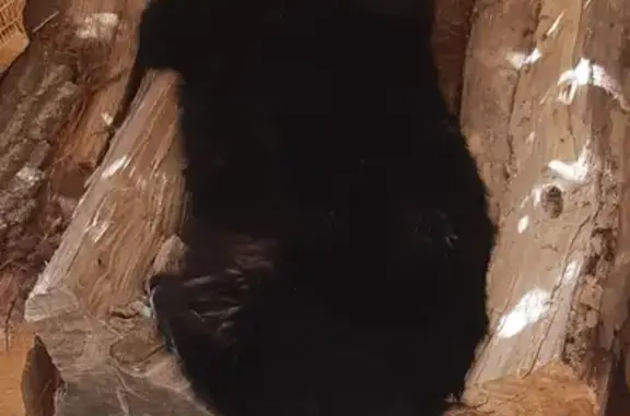 Animaux perdus Senlis, photo: Chatte noire Martine perdue à Senlis