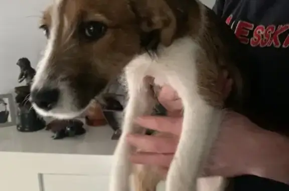 Chien Jack Russell trouvé à Glisolles - photo