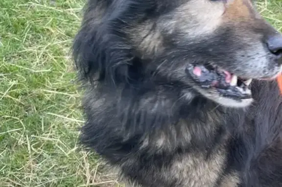 Chien perdu à Mareil-sur-Mauldre - photo