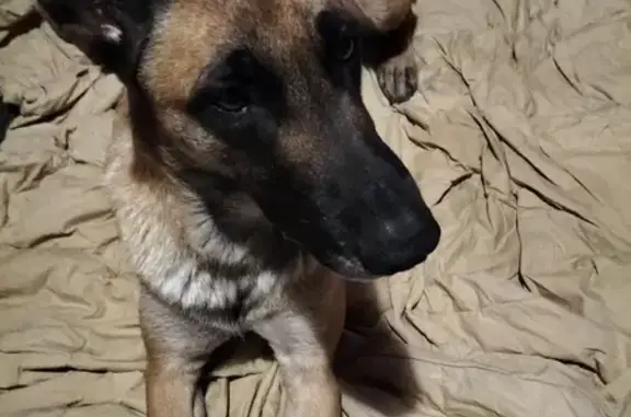 Malinois perdu retrouvé jardin - photo