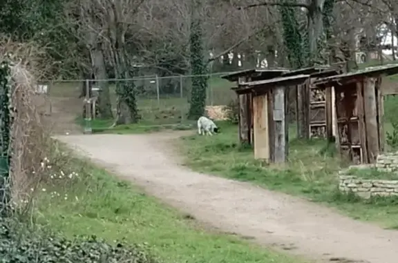 Chien errant à Chambovet - photo
