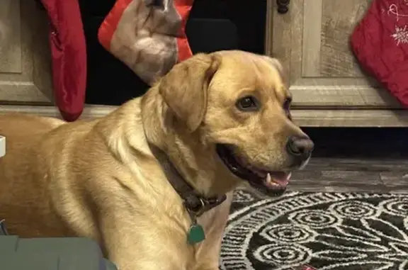 Lost Yellow Lab Near Mechanic Rd - Help Find Him!