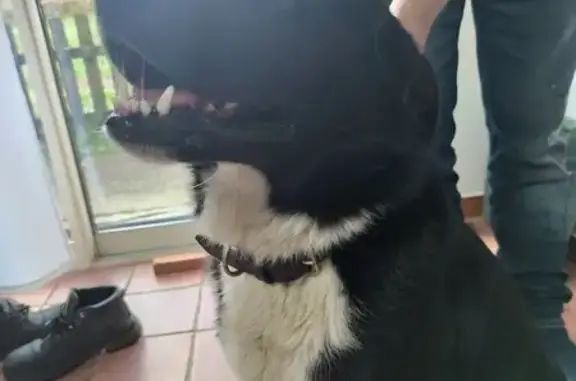 Animaux trouvés Listrac-Médoc, photo: Chien noir et blanc trouvé à Listrac