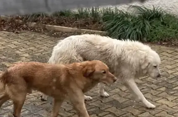 Chiens perdus: mâle et femelle - photo