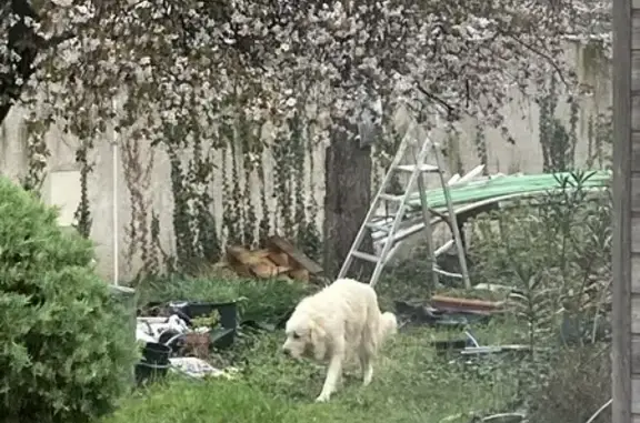 Chien feu trouvé Pont-de-l'Isère - photo