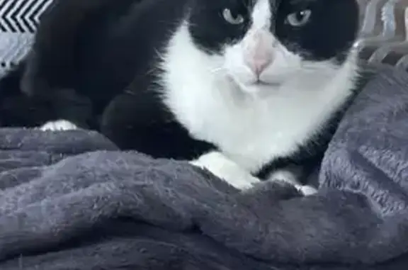 Animaux perdus Anglet, photo: Chat noir et blanc TITI perdu