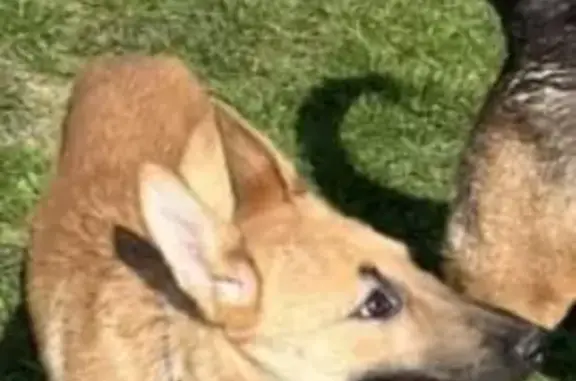 Animaux perdus , photo: Alerte: Chiot Uno disparu à Mauves