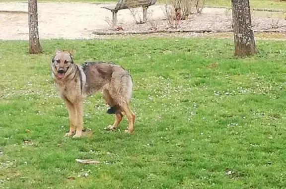 Chien trouvé , photo: Berger Allemand Perdu à Thorey