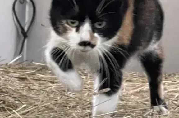 Chatte perdue à Saint-Julien - photo