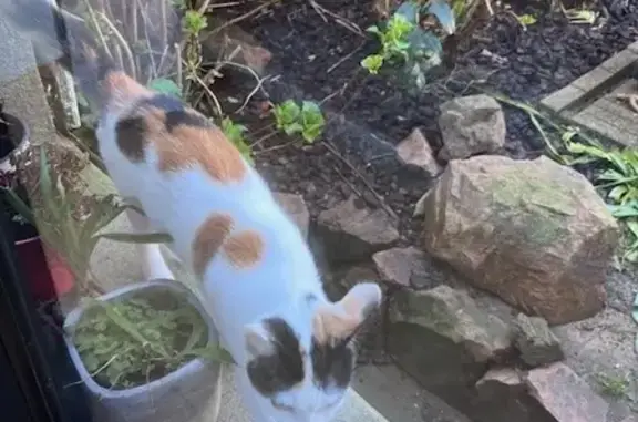 Animaux trouvés Cerizay, photo: Chatte tricolore trouvée à Cerizay