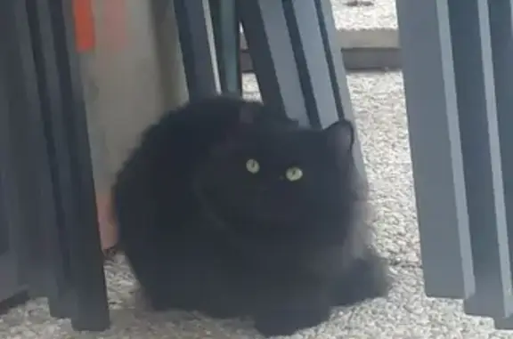 Chat noir trouvé, tache blanche - photo