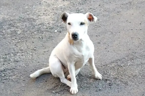 Animaux perdus , photo: Jack Russell perdu au Massegros