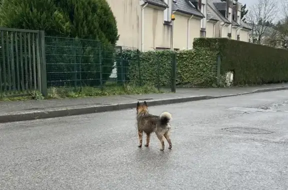 Chien perdu: fuyant à Breuil-le-Vert - photo