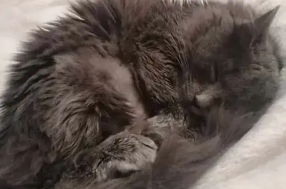 Chat perdu, Bourgogne-Franche-Comté, photo: Chatte grise perdue à Chéu