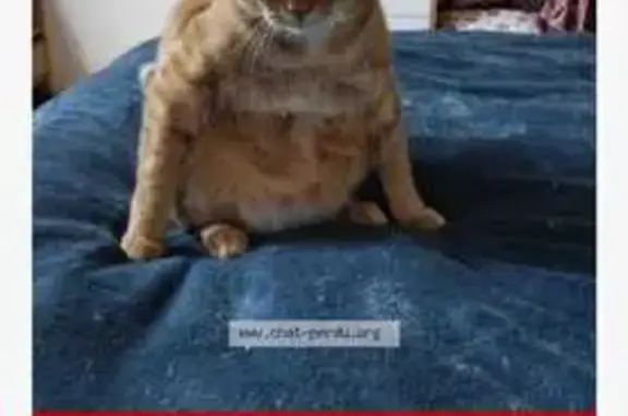 Chat perdu, , photo: Chat roux perdu à Chéu - Aidez!