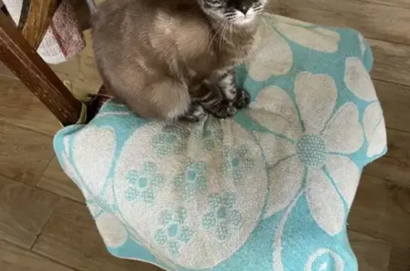 Chaton perdu à Hermival-les-Vaux - photo