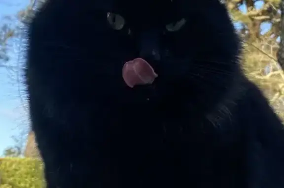 Chat noir poilu trouvé à Bénodet