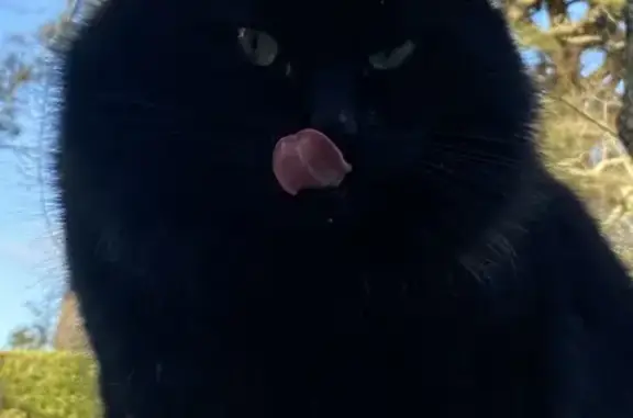 Chat noir poilu trouvé à Bénodet - photo