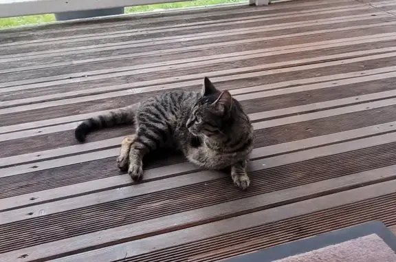 Chat trouvé Anglet, photo: Chat tigré tripode trouvé à Anglet