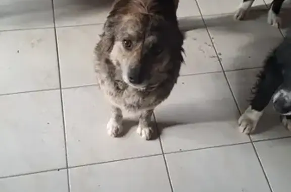 Chien âgé trouvé à Bordes - photo