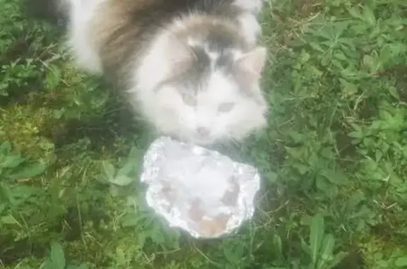 Chat perdu à Verneuil retrouvé - photo