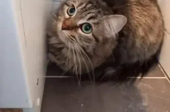 Chaton femelle trouvé à Saint-Nicolas - photo