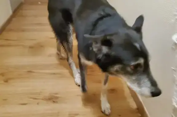 Animaux trouvés , photo: Chien perdu à Sévérac retrouvé