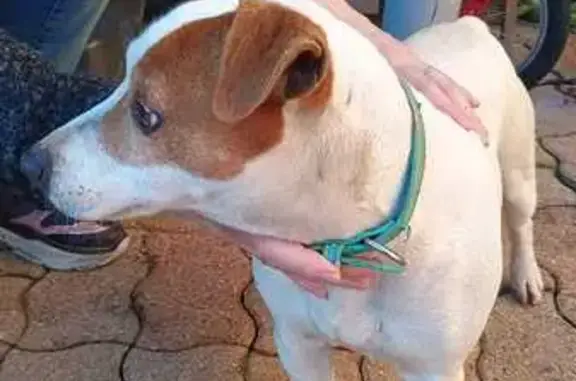 Animaux trouvés Aubergenville, photo: Jack Russell perdu à Elisabethville