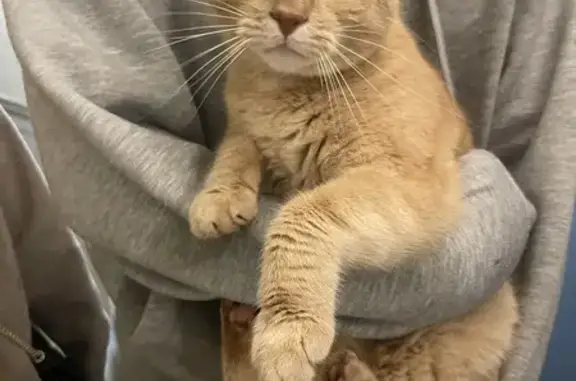 Chat roux trouvé à Magny-le-Hongre - photo