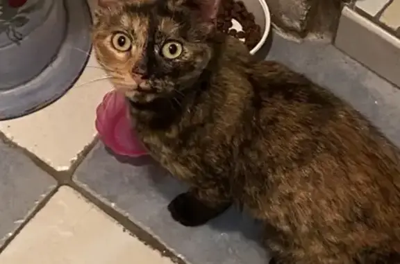 Chat perdu retrouvé à Luçon - photo