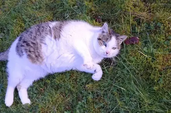 Chatte blanche tachetée trouvée - photo